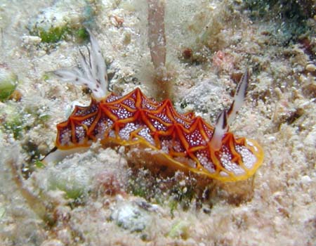 ���U�C�N�E�~�E�V Halgerda tesselata