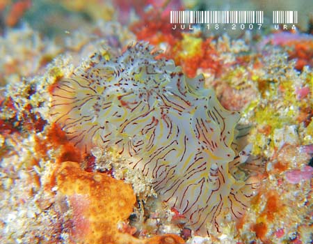 �p�C�i�b�v���E�~�E�V Halgerda willeyi