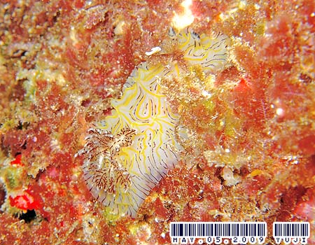 �p�C�i�b�v���E�~�E�V Halgerda willeyi