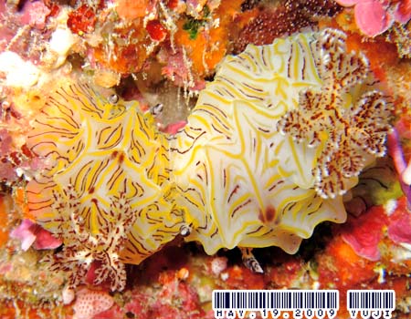 �p�C�i�b�v���E�~�E�V Halgerda willeyi