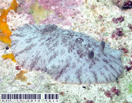 �y���g�h�[���X�E���u�� Peltodoris rubra