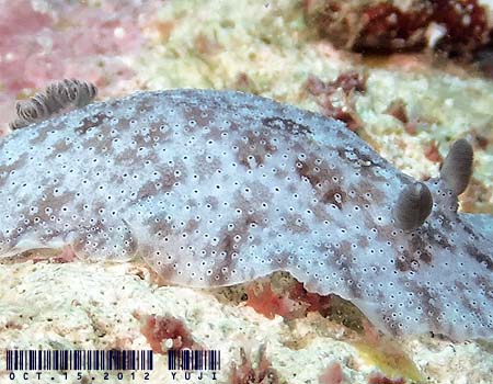 �y���g�h�[���X�E���u�� Peltodoris rubra