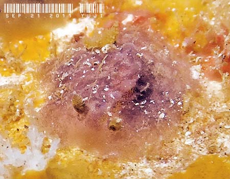 Sclerodoris apiculata �X�N�����h�[���X�E�A�s�N���[�^