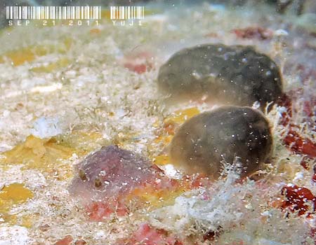 Sclerodoris apiculata �X�N�����h�[���X�E�A�s�N���[�^