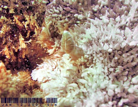 Sebadoris nubilosa �Z�o�h�[���X�E�k�r���T