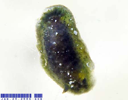 �A�I�N�V�G���E�~�E�V Doriopsis Pecten