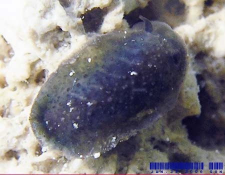 �A�I�N�V�G���E�~�E�V Doriopsis Pecten