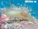 �L�k�n�_���h�L Gymnodoris citrina