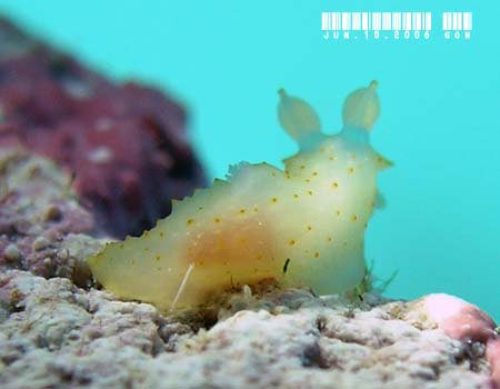 �L�k�n�_���h�L Gymnodoris citrina