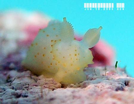�L�k�n�_���h�L Gymnodoris citrina