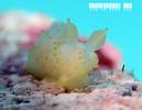 �L�k�n�_���h�L Gymnodoris citrina