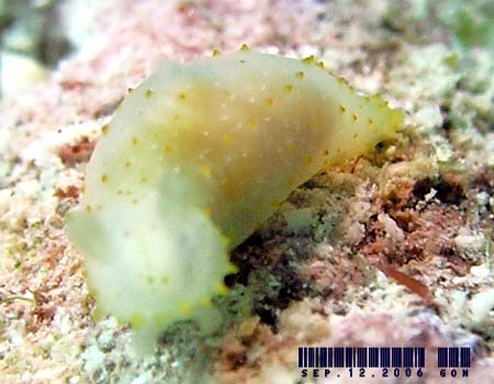�L�k�n�_���h�L Gymnodoris citrina