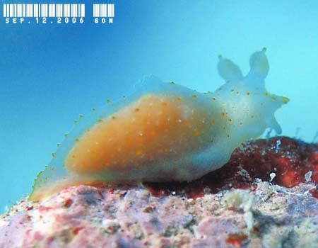 �L�k�n�_���h�L Gymnodoris citrina