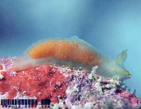�L�k�n�_���h�L Gymnodoris citrina