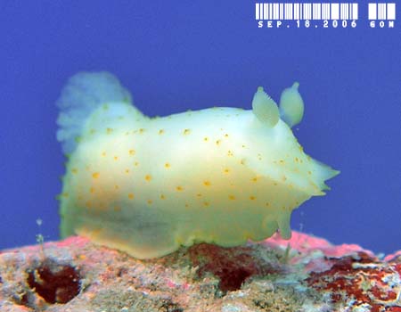 �L�k�n�_���h�L Gymnodoris citrina