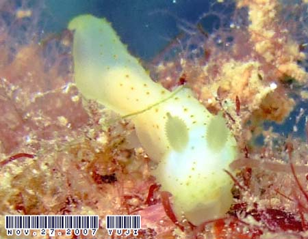 �L�k�n�_���h�L Gymnodoris citrina