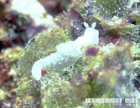 �I�L�i���L�k�n�_�E�~�E�V Gymnodoris okinawae 