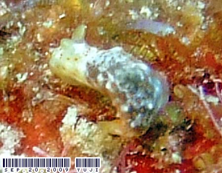 �I�L�i���L�k�n�_�E�~�E�V Gymnodoris okinawae 