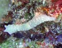 �I�L�i���L�k�n�_�E�~�E�V Gymnodoris okinawae
