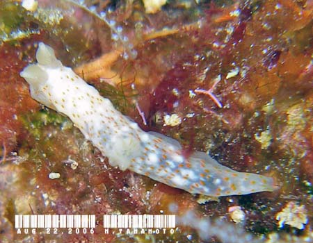 �I�L�i���L�k�n�_�E�~�E�V Gymnodoris okinawae 