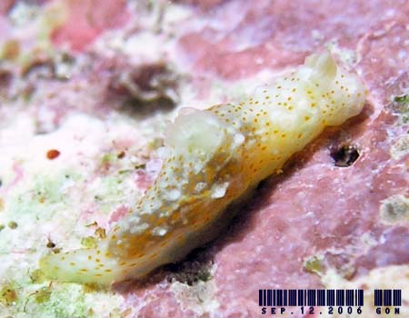 �I�L�i���L�k�n�_�E�~�E�V Gymnodoris okinawae 