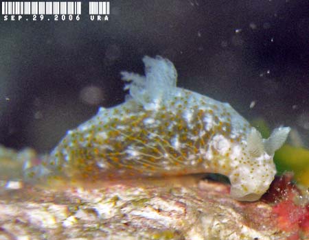 �I�L�i���L�k�n�_�E�~�E�V Gymnodoris okinawae 