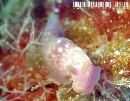 �I�L�i���L�k�n�_�E�~�E�V Gymnodoris okinawae 