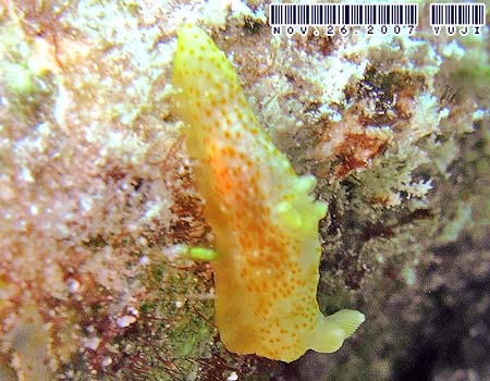 �I�L�i���L�k�n�_�E�~�E�V Gymnodoris okinawae 