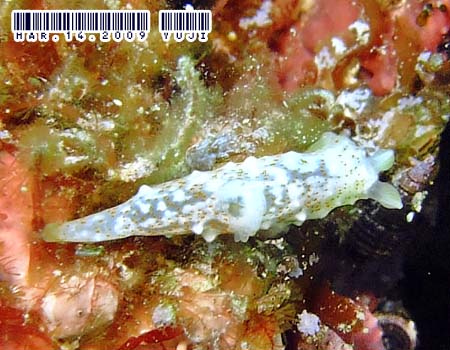 �I�L�i���L�k�n�_�E�~�E�V Gymnodoris okinawae 