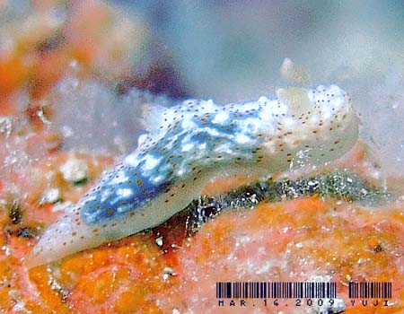 �I�L�i���L�k�n�_�E�~�E�V Gymnodoris okinawae 