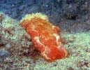 �~�J�h�E�~�E�V Hexabranchus sanguineus