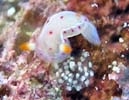 �~�J�h�E�~�E�V Hexabranchus sanguineus