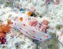 �~�J�h�E�~�E�V Hexabranchus sanguineus