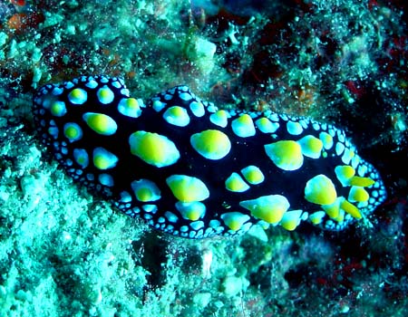 �O�A���C�{�E�~�E�V Phyllidia guamensis