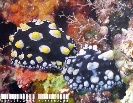 �O�A���C�{�E�~�E�V Phyllidia guamensis