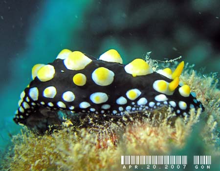 �O�A���C�{�E�~�E�V Phyllidia guamensis