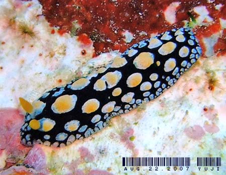 �O�A���C�{�E�~�E�V Phyllidia guamensis