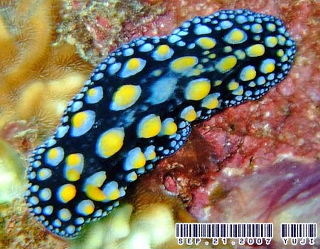 �O�A���C�{�E�~�E�V Phyllidia guamensis