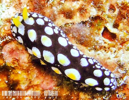 �O�A���C�{�E�~�E�V Phyllidia guamensis