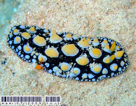 �O�A���C�{�E�~�E�V Phyllidia guamensis
