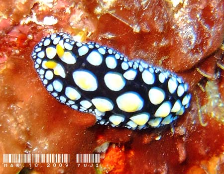 �O�A���C�{�E�~�E�V Phyllidia guamensis