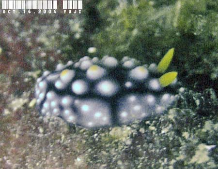 �t���G���C�{�E�~�E�V Phyllidia picta