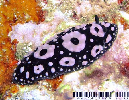 Phyllidiella annulata