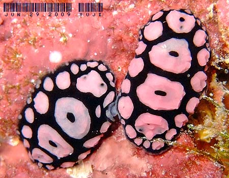 Phyllidiella annulata