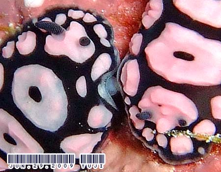 Phyllidiella annulata