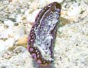 Phyllidiella annulata