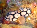 Phyllidiella annulata