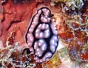 Phyllidiella annulata ワモンイボウミウシタの変異種