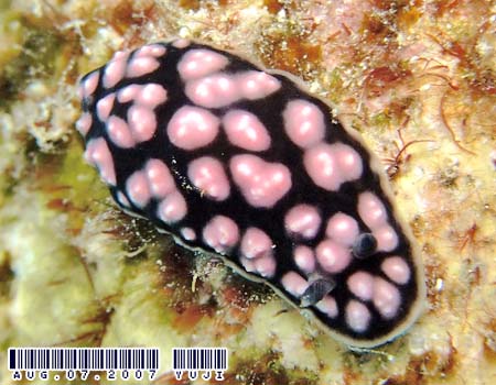 RC{E~EV Phyllidiella pustulosa