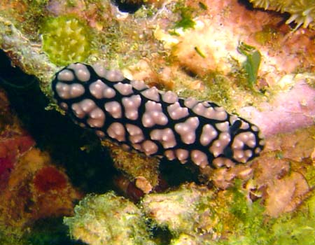 RC{E~EV Phyllidiella Pustulosa